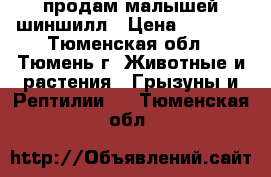 продам малышей шиншилл › Цена ­ 2 500 - Тюменская обл., Тюмень г. Животные и растения » Грызуны и Рептилии   . Тюменская обл.